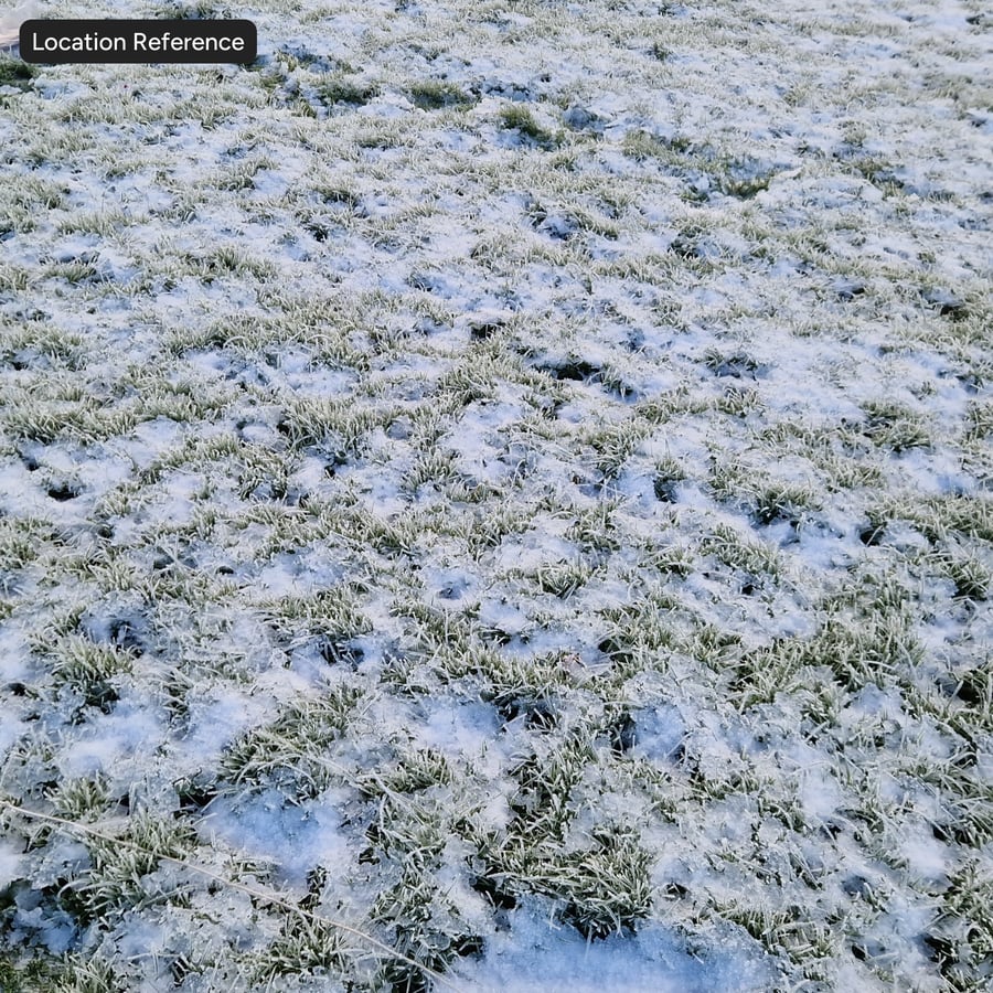 Vorst op grasstructuur