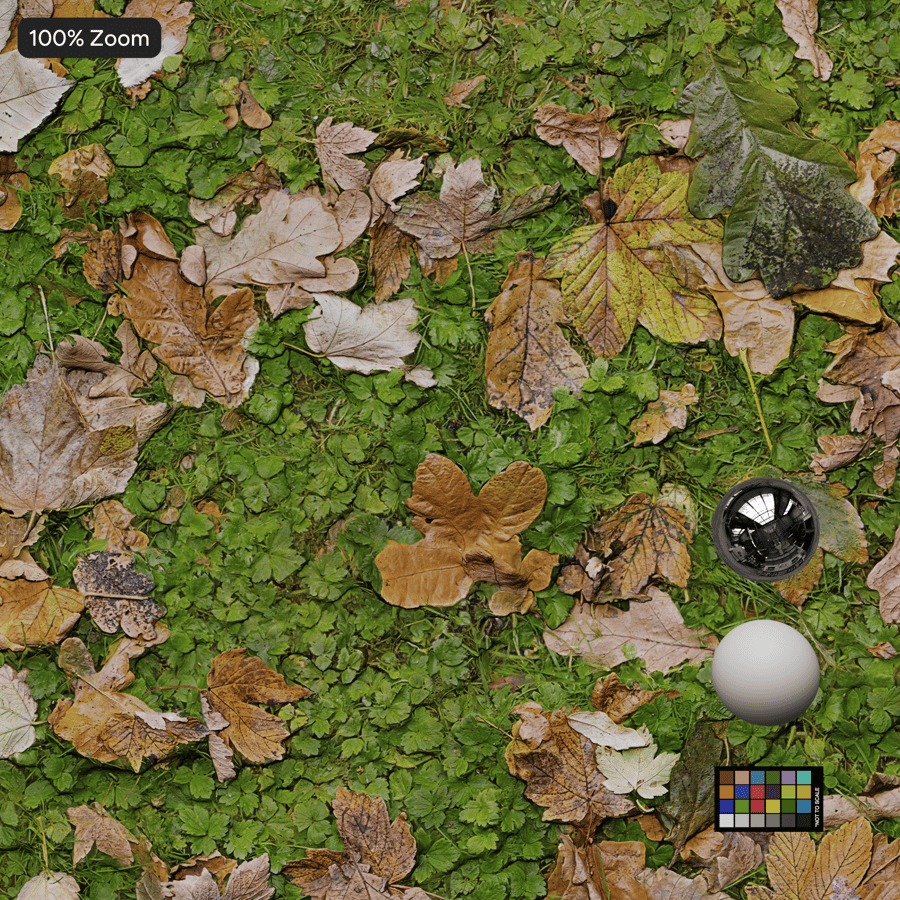 Texture des feuilles sur l'herbe
