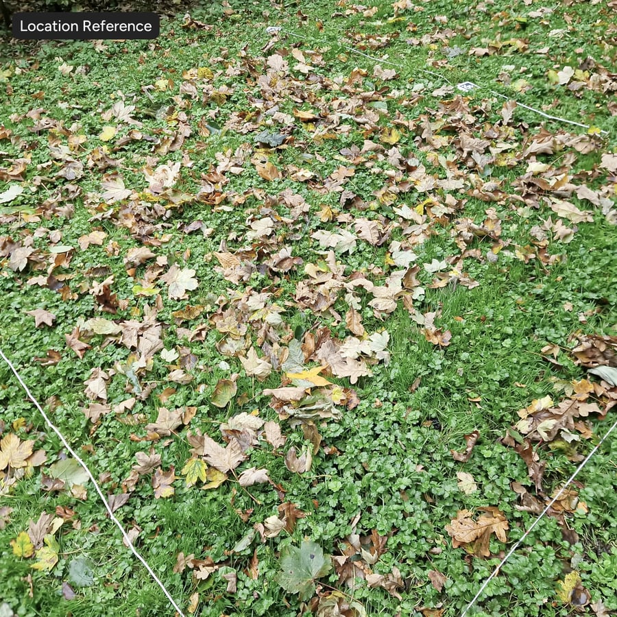 Texture des feuilles sur l'herbe