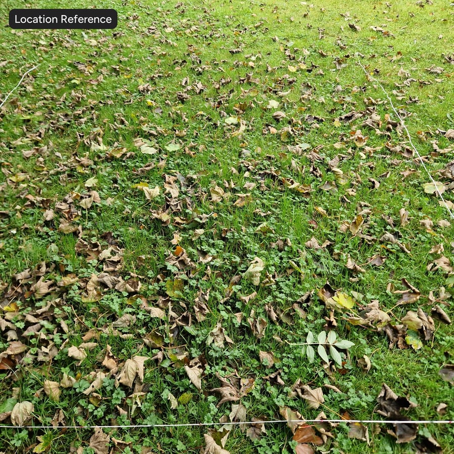 Herbstblätter auf Klee und Gras Textur