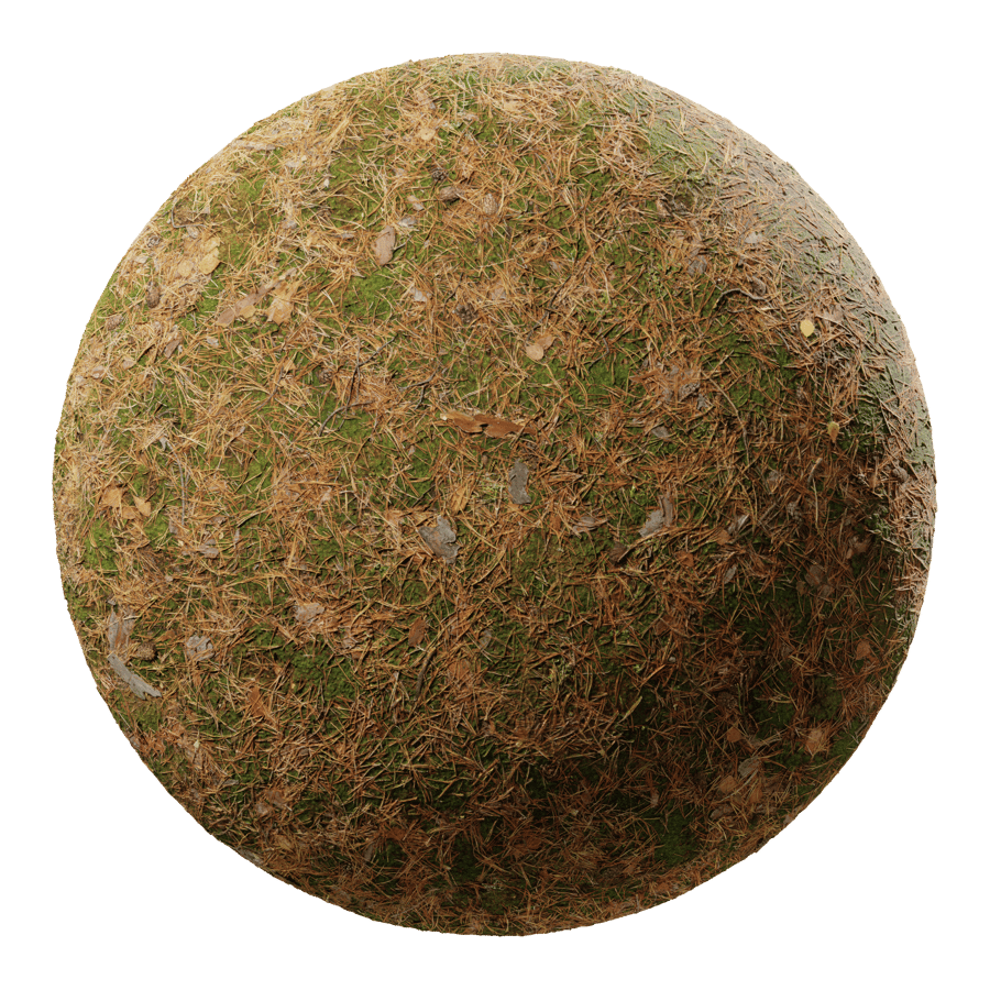 Fallen Conifer Leaves on Grass Ground Texture