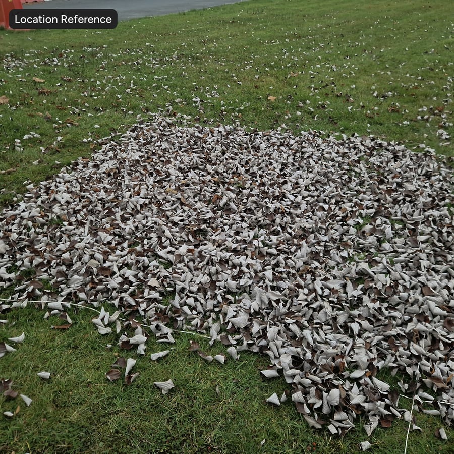 Texture des feuilles tombées sur l'herbe