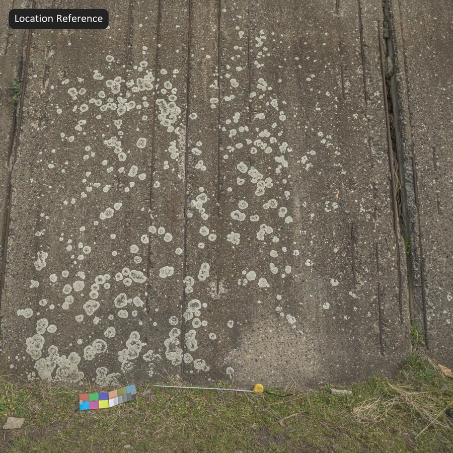 Textura de parede de concreto com vergalhões expostos com manchas de líquen