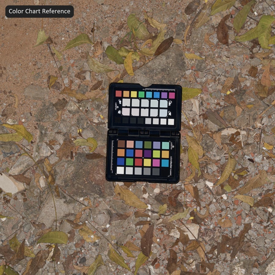 Dry Earth Ground Texture with Fallen Leaves, Sandy Tan