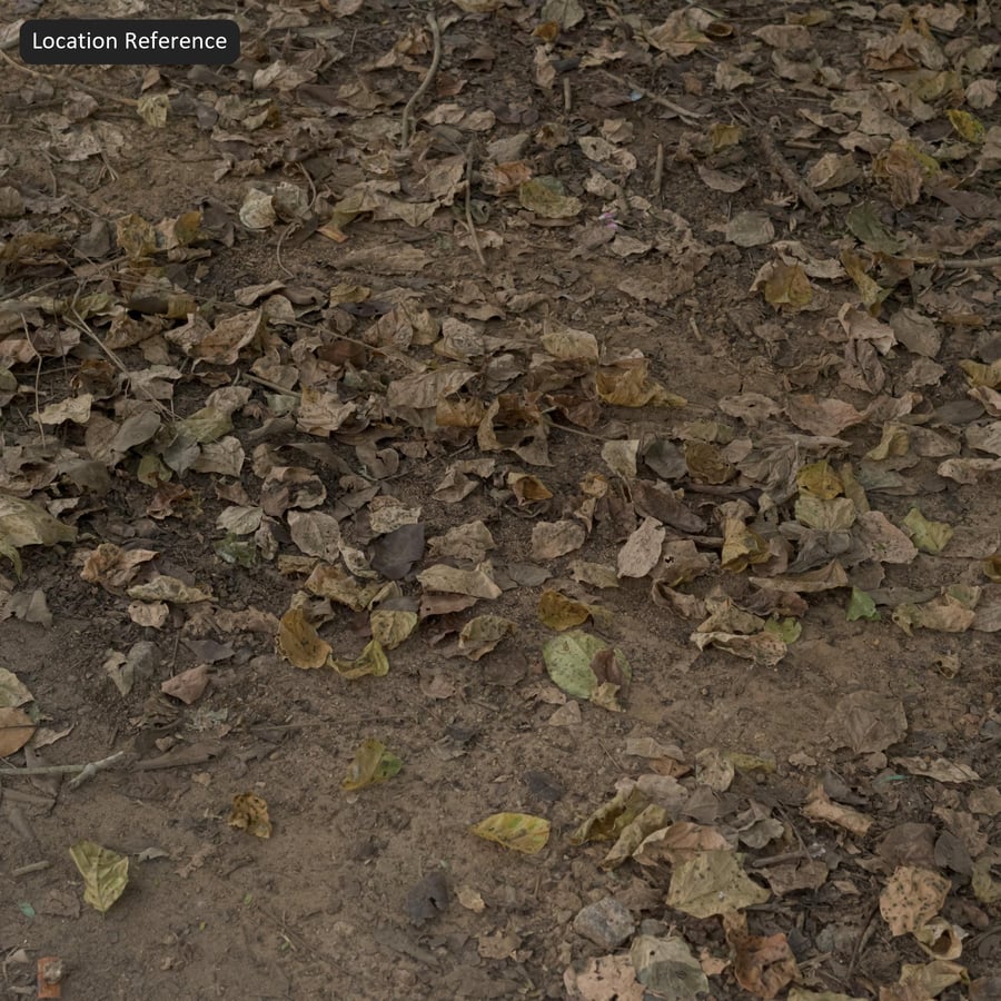 Decomposing Fallen Leaf Litter Ground Texture, Brown