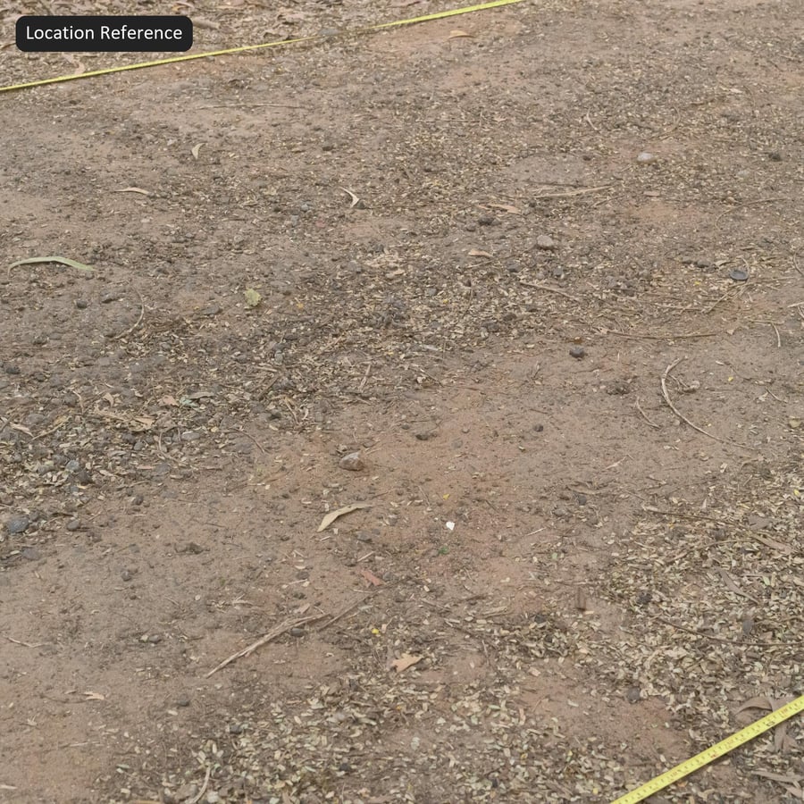 Compacted Forest Trail Dirt Texture, Red Brown