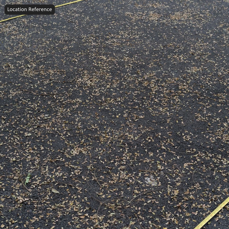 Fallen Leaves on Asphalt Texture, Gray