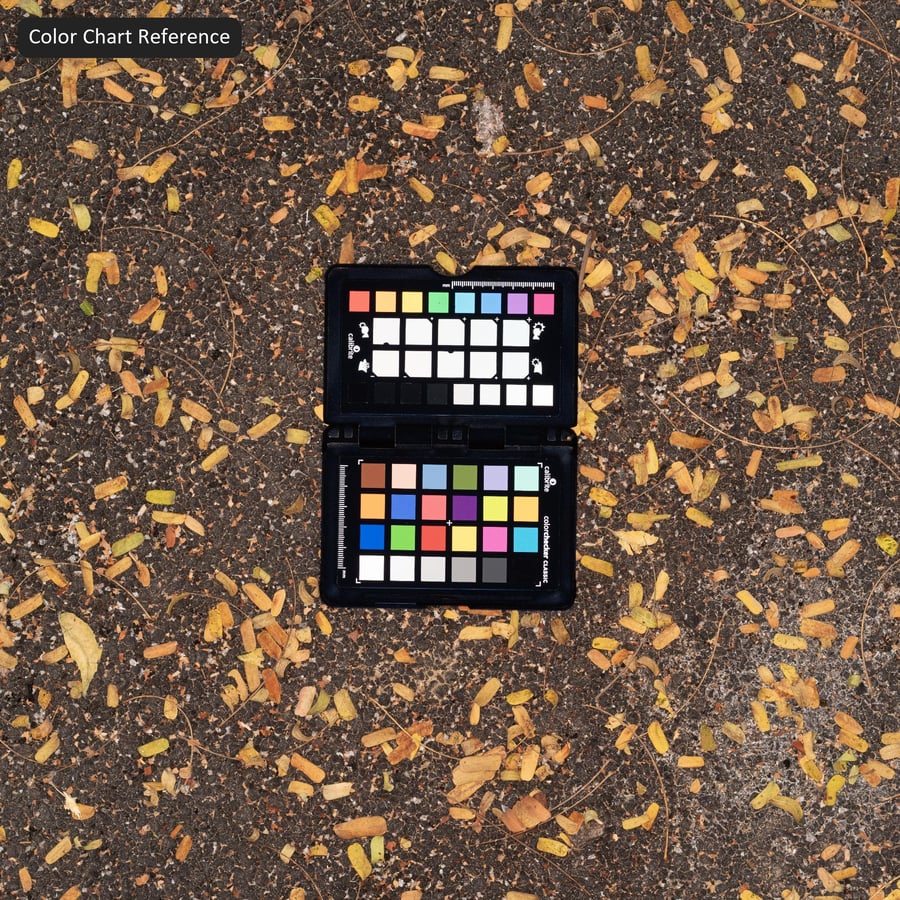 Fallen Leaves on Asphalt Texture, Gray