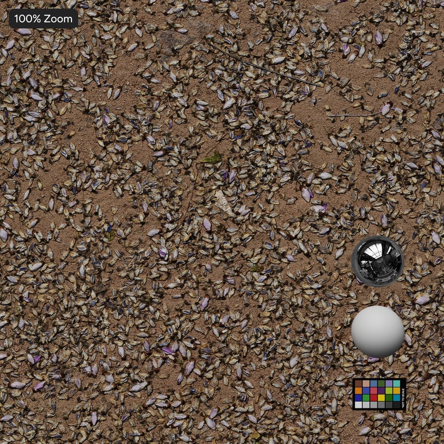 Scattered Dried Flower Petal on Ground Texture