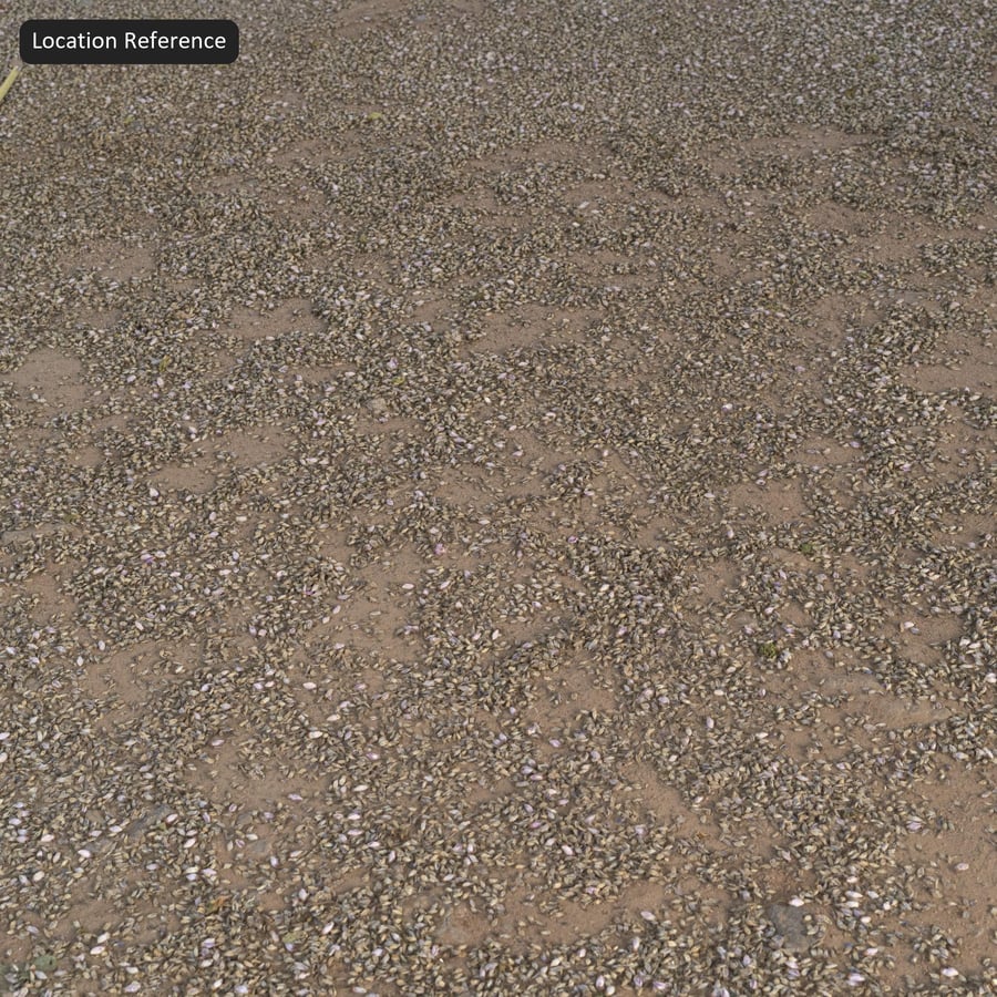 Scattered Dried Flower Petal on Ground Texture