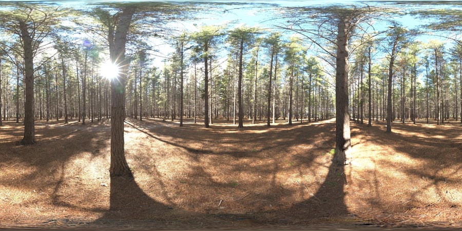 Plantação de pinhal HDRI, ensolarada