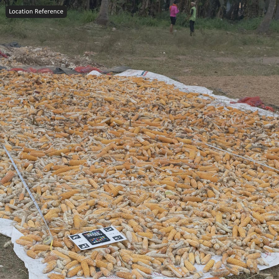 Dried Corn Cob Pile Texture