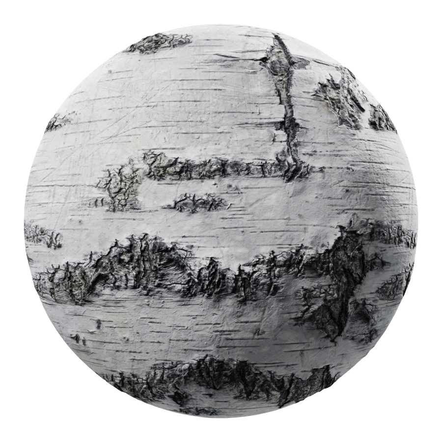 Birch Bark Texture
