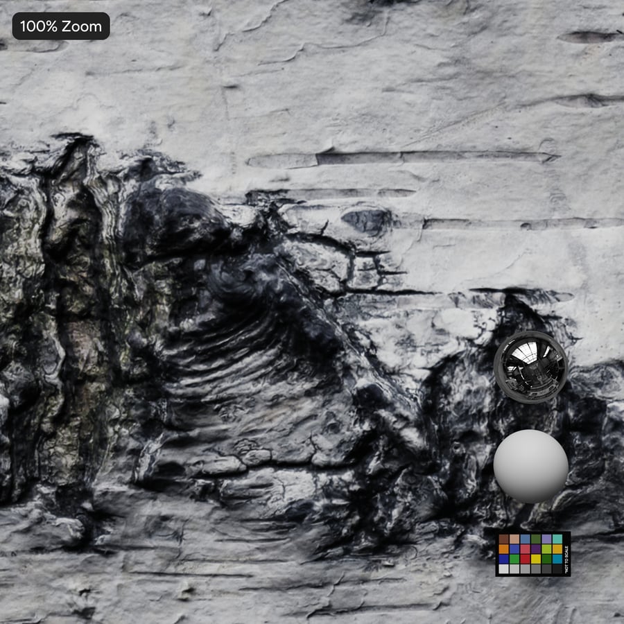 Birch Bark Texture