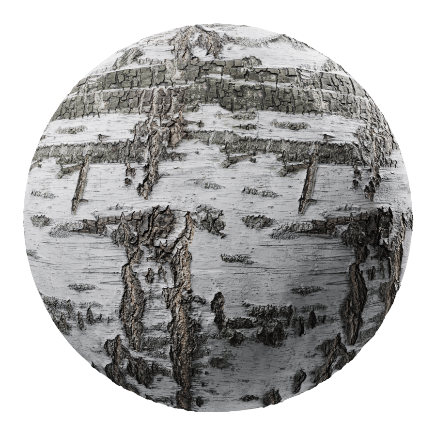 Weathered Birch Bark Texture