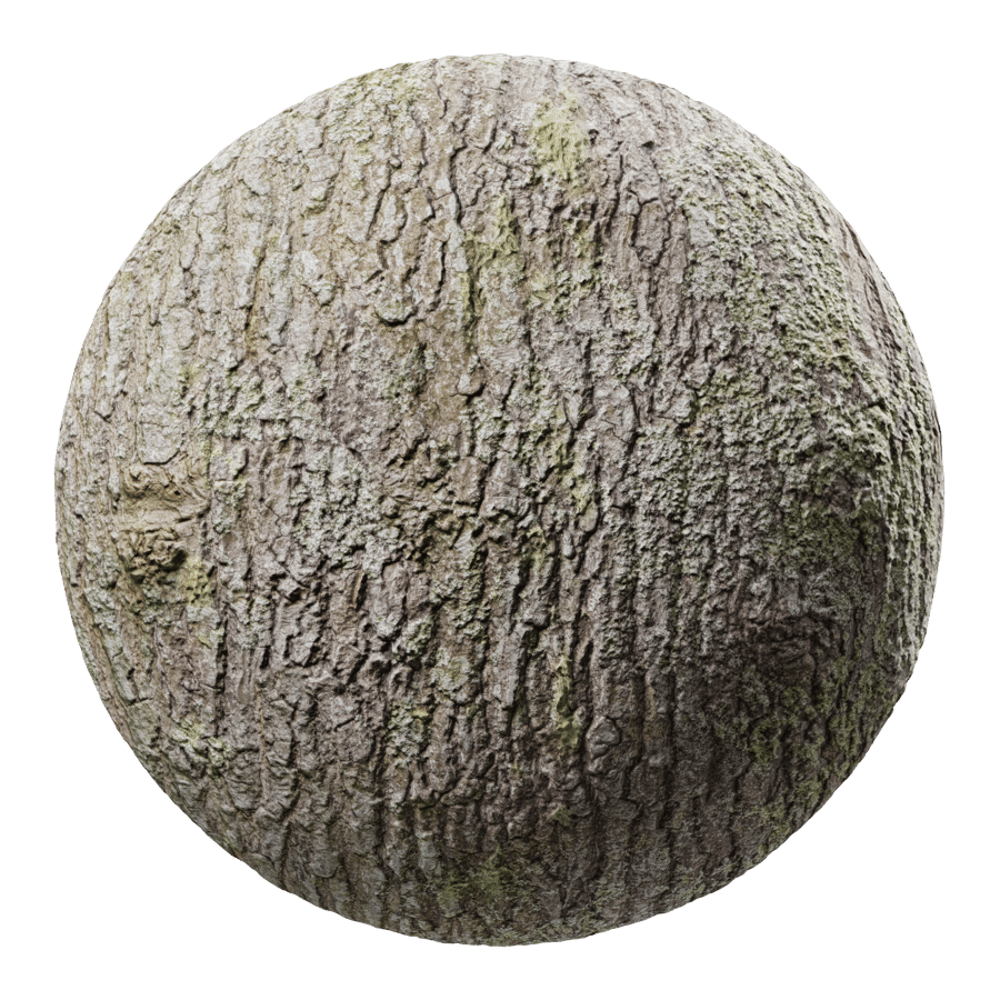 Mossy Deciduous Bark Texture