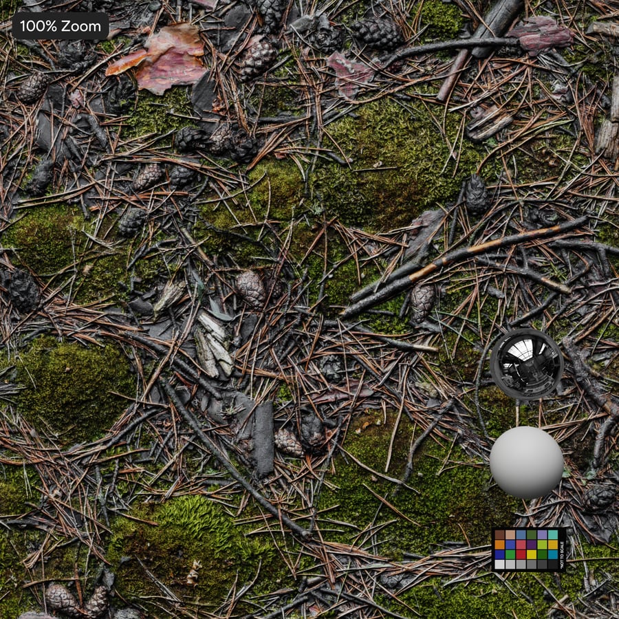 Woody Debris and Patchy Moss Forest Texture