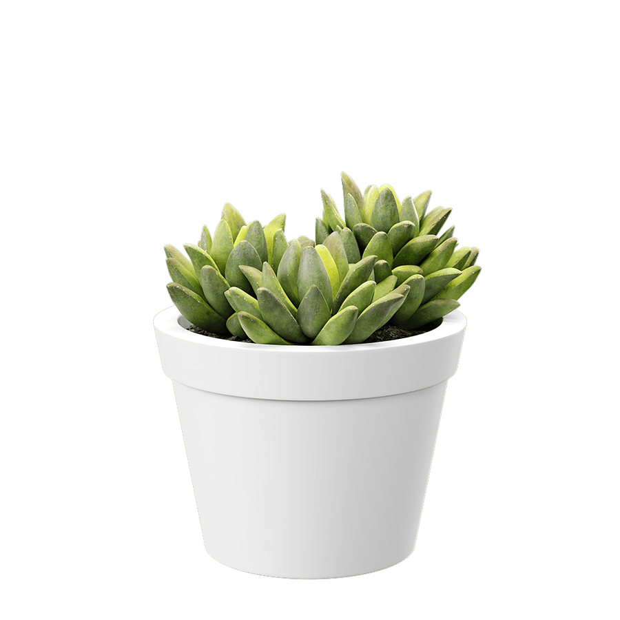 Baby Agave Plant Model soczystej rośliny doniczkowej