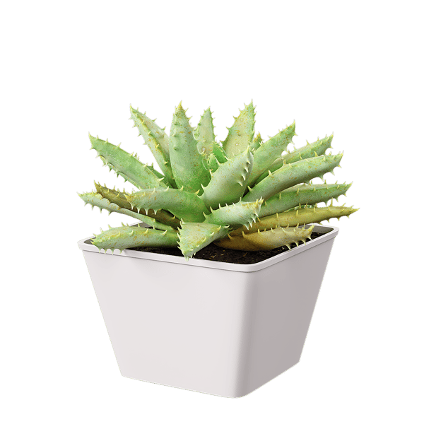 Μοντέλο φυτού σε γλάστρα με κοντό φύλλο Aloe Succulent