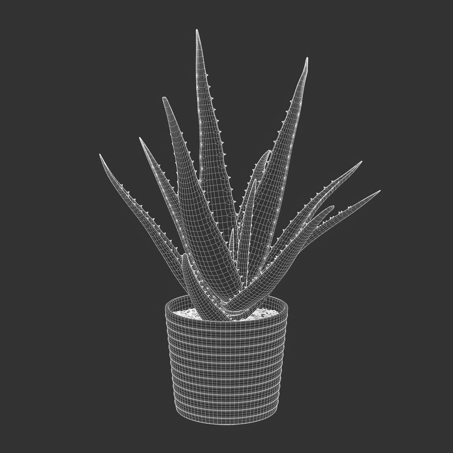 Model soczystej rośliny doniczkowej Aloe Vera