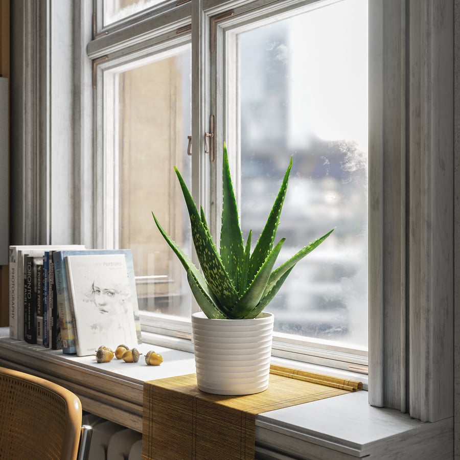 Model soczystej rośliny doniczkowej Aloe Vera