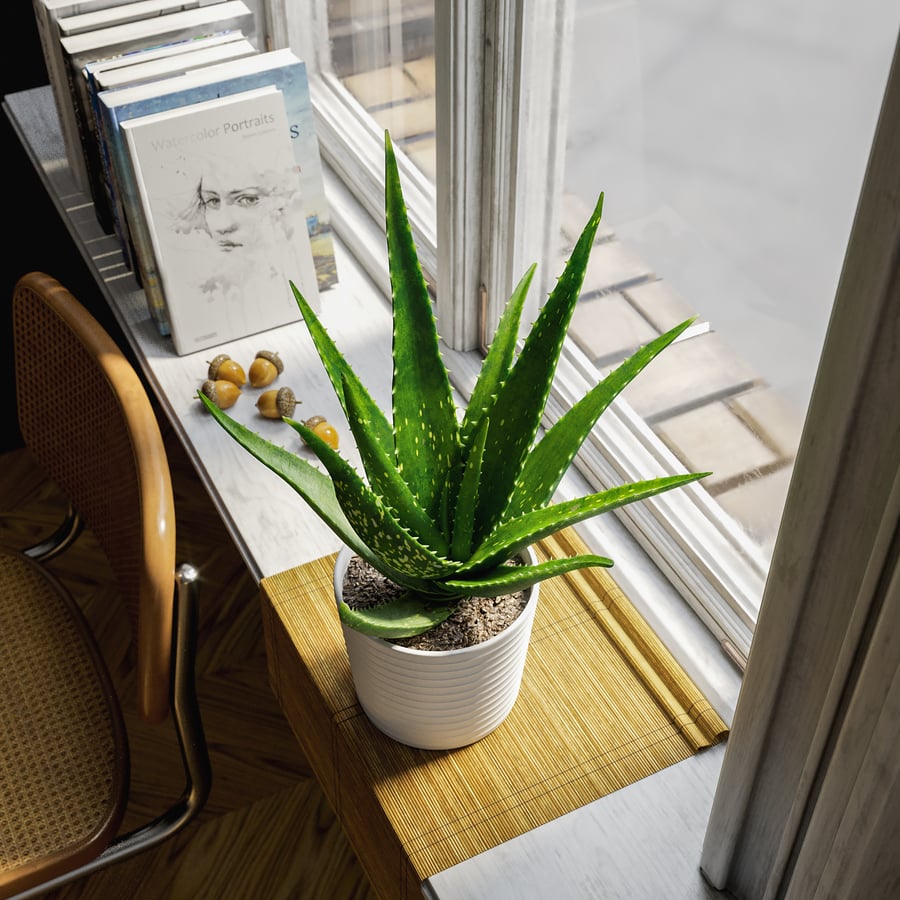 Model soczystej rośliny doniczkowej Aloe Vera