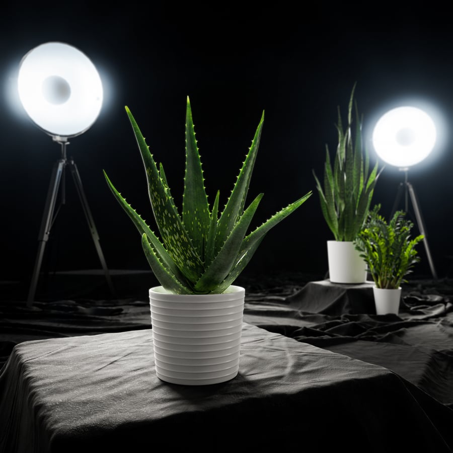 Model soczystej rośliny doniczkowej Aloe Vera