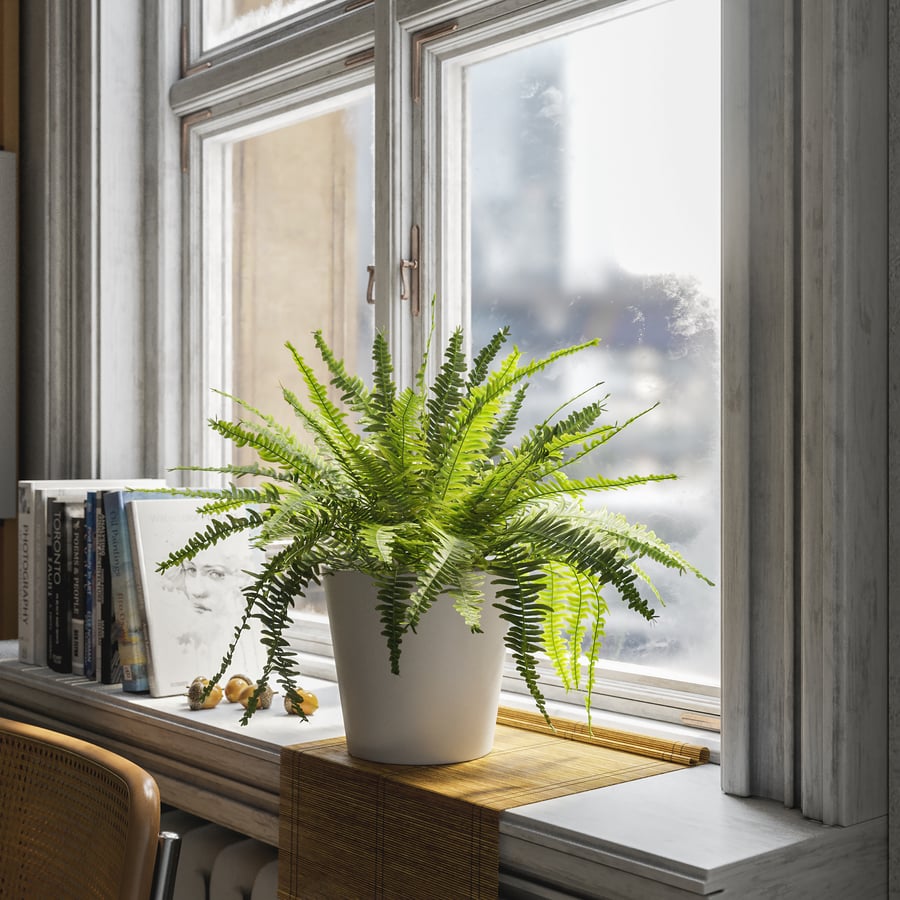 Model rośliny doniczkowej Boston Fern