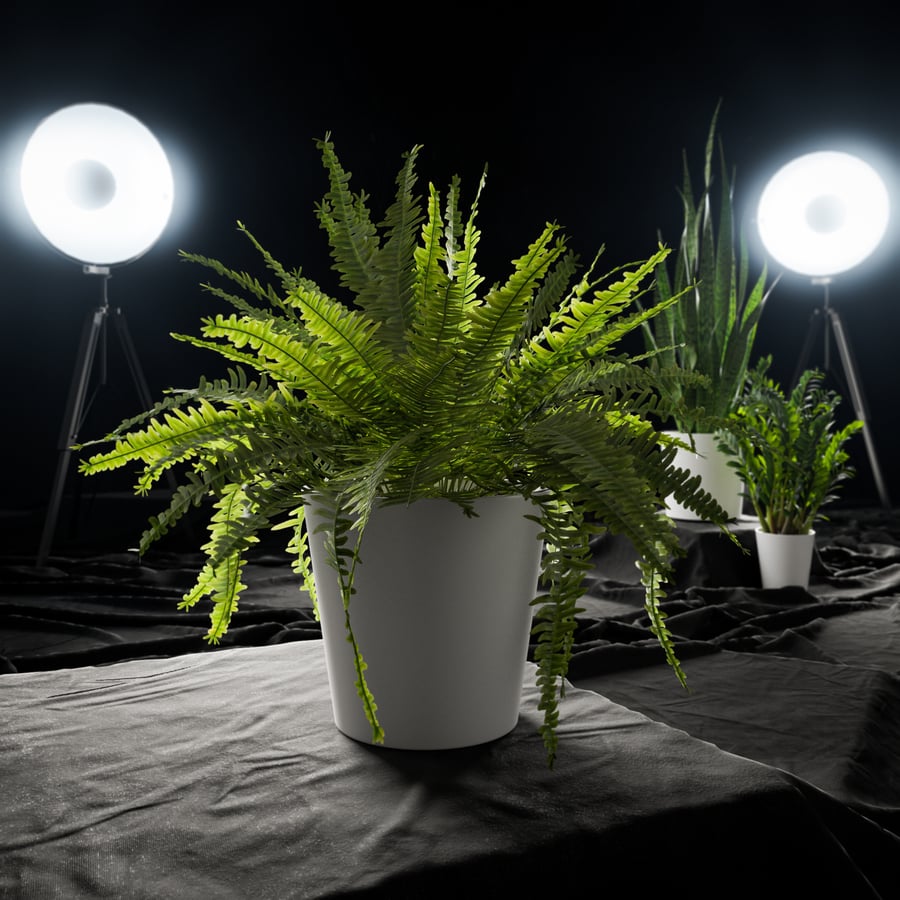 Model rośliny doniczkowej Boston Fern