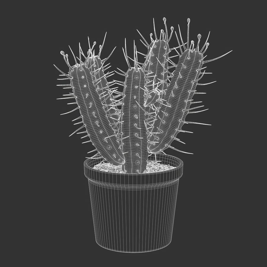 Model rośliny doniczkowej Euphorbia Cactus
