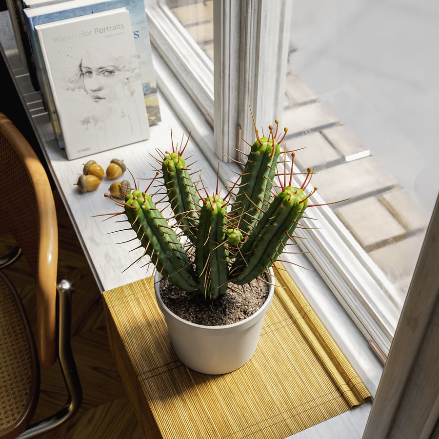 Model rośliny doniczkowej Euphorbia Cactus