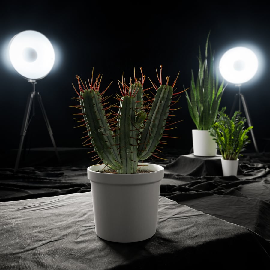 Model rośliny doniczkowej Euphorbia Cactus