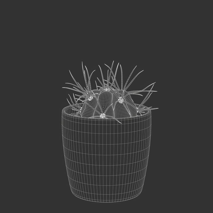 Baby Euphorbia Cactus Potplant Model