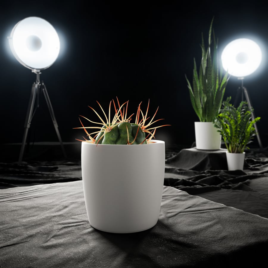 Baby Euphorbia Cactus Potplant Model