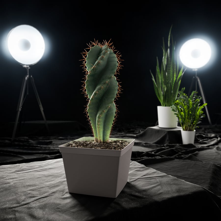 Model Tanaman Pot Kaktus Spiral