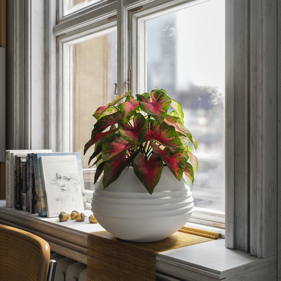 Model rośliny doniczkowej Caladium, czerwony