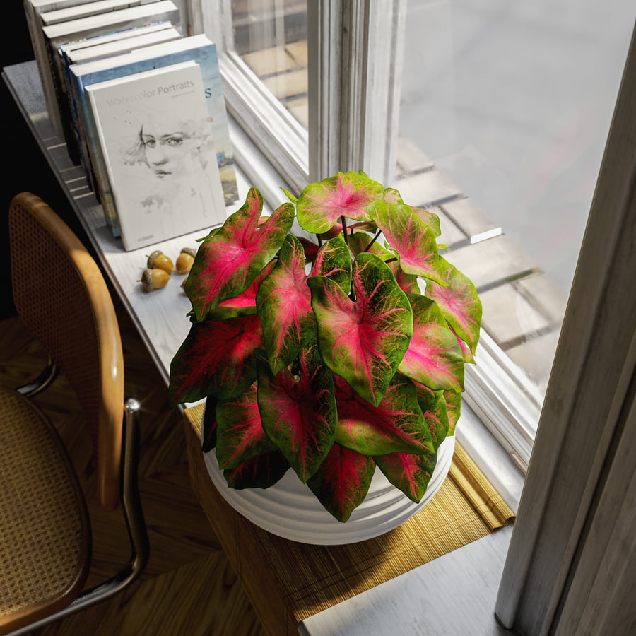 Model rośliny doniczkowej Caladium, czerwony