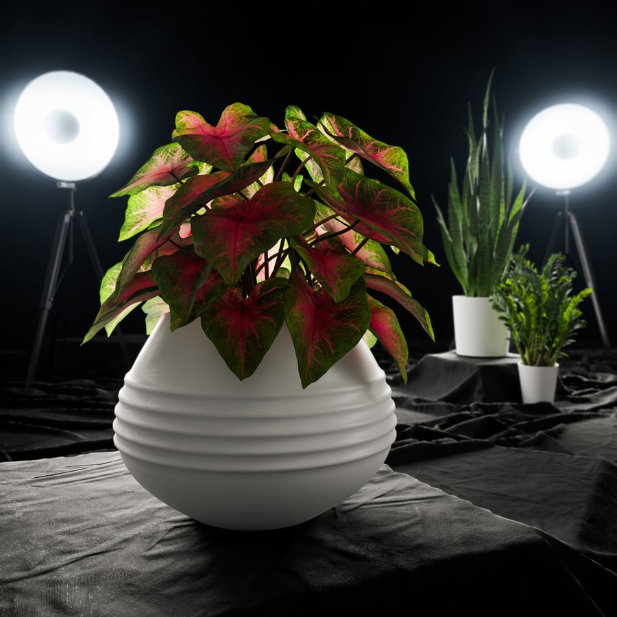 Model rośliny doniczkowej Caladium, czerwony