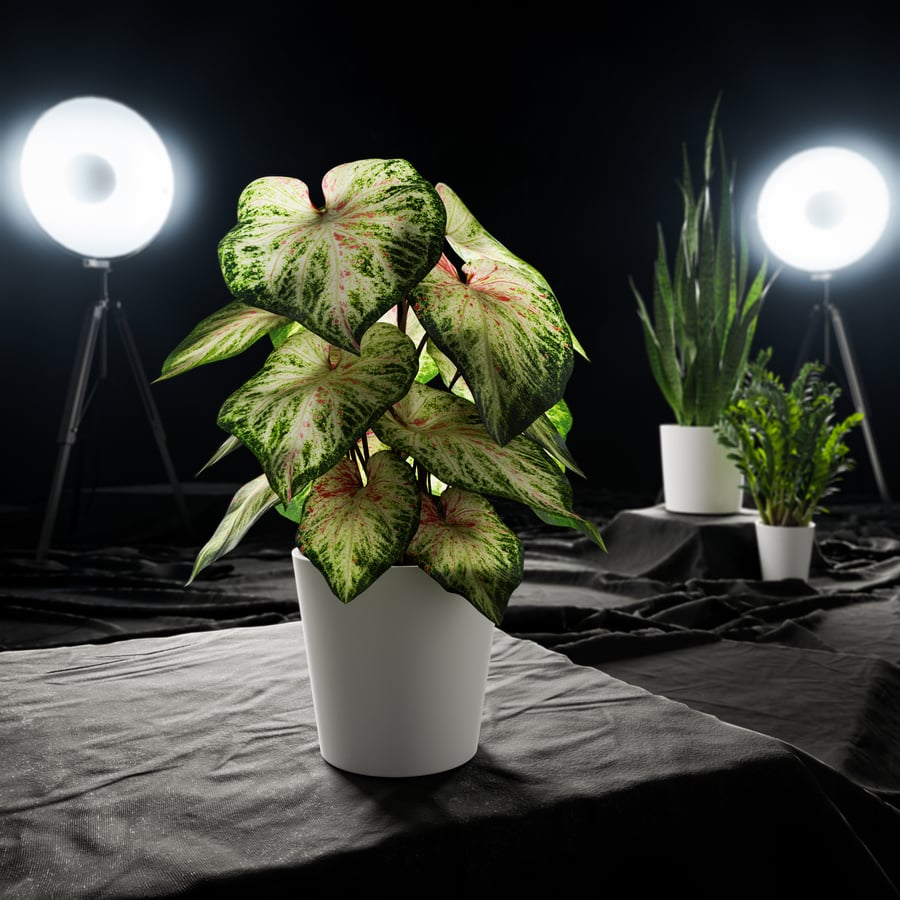Model rośliny doniczkowej Caladium, jasnozielony
