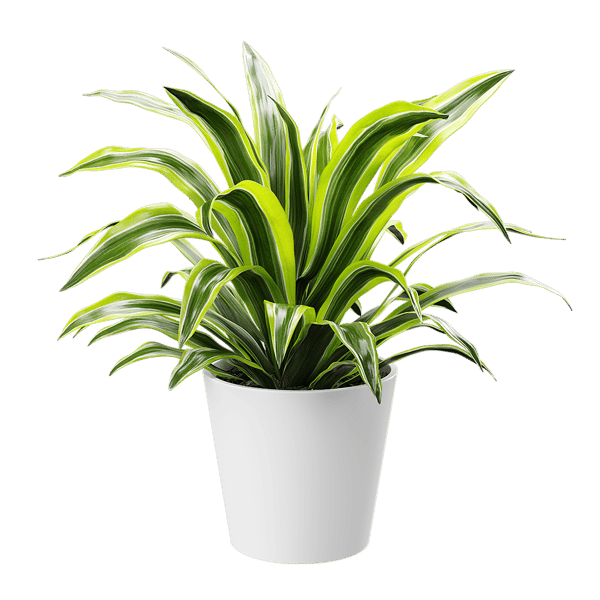 Dracaena krukväxtmodell, Lemon Lime