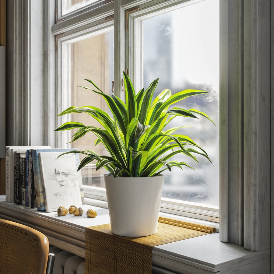 Model rośliny doniczkowej Dracaena, limonka cytrynowa