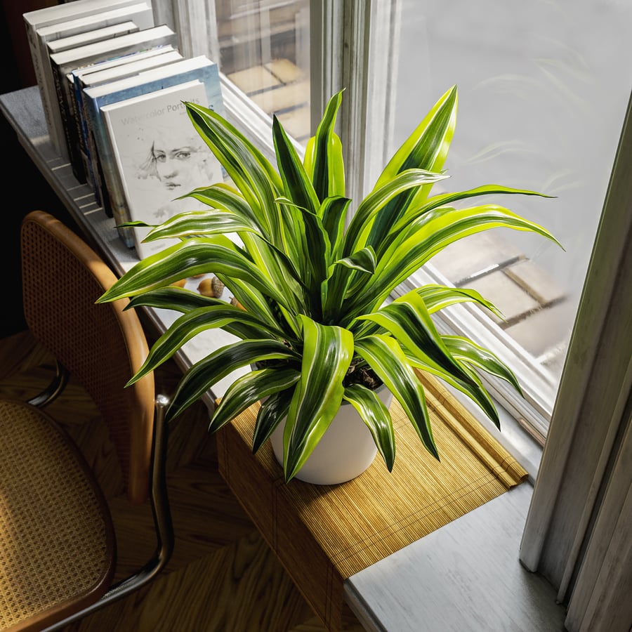 Model rośliny doniczkowej Dracaena, limonka cytrynowa