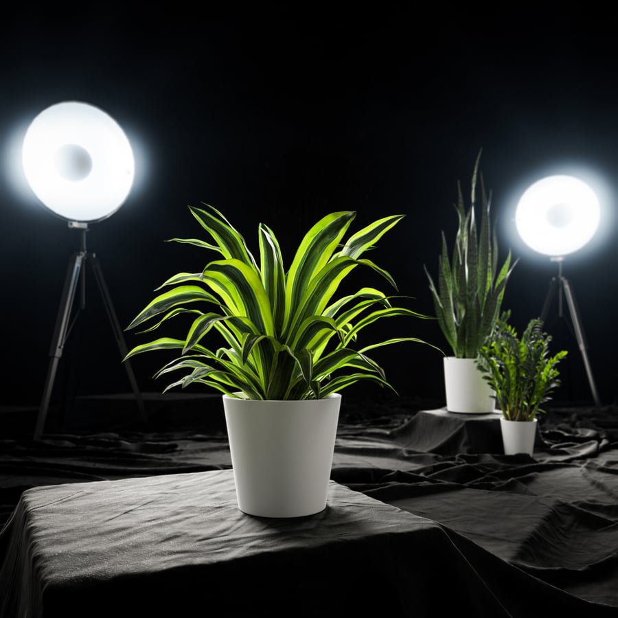 Model rośliny doniczkowej Dracaena, limonka cytrynowa