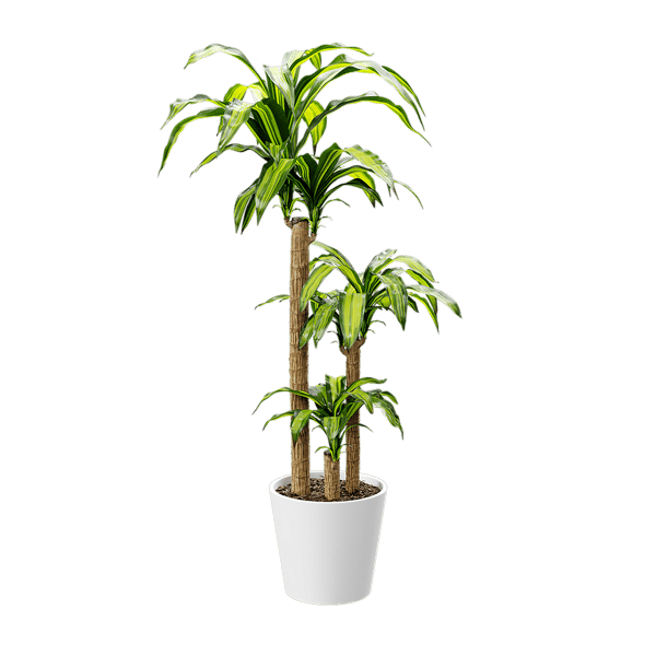 Dracaena Mass Cane Potted Plant Model