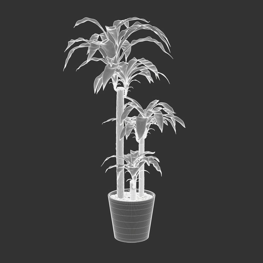 Model rośliny doniczkowej Dracaena Mass Cane