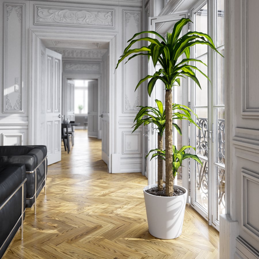 Model rośliny doniczkowej Dracaena Mass Cane