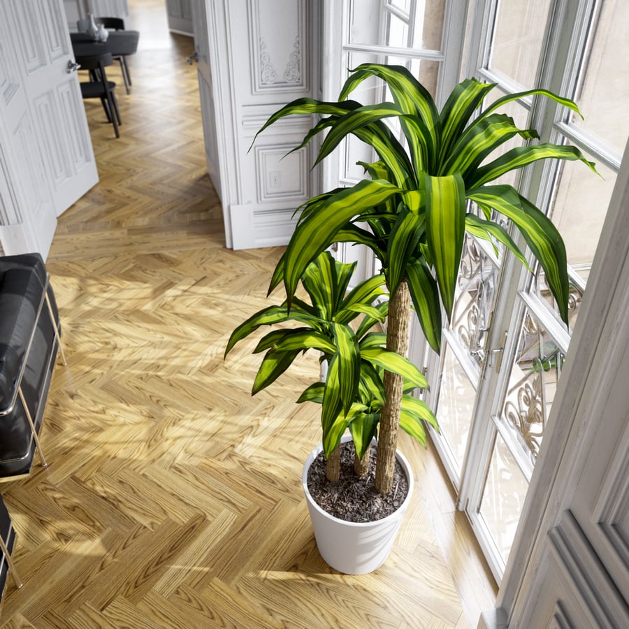 Model rośliny doniczkowej Dracaena Mass Cane