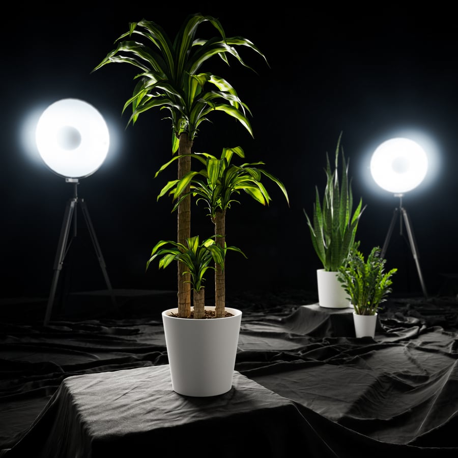 Model rośliny doniczkowej Dracaena Mass Cane