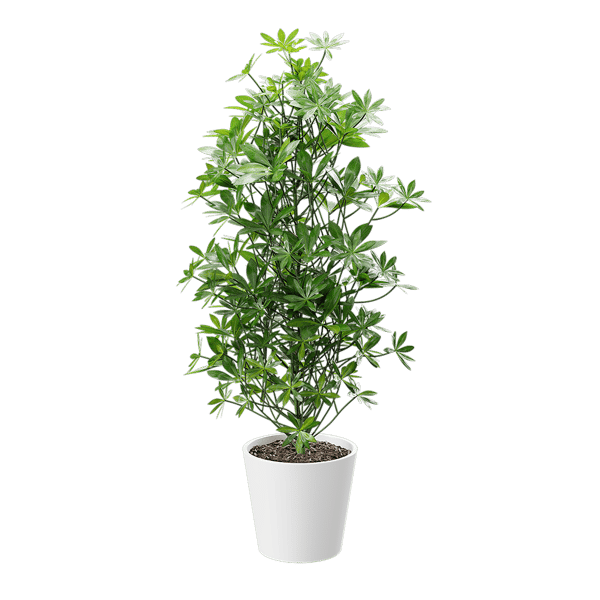 Nora Dwarf Umbrella Tree Potted Plant Model