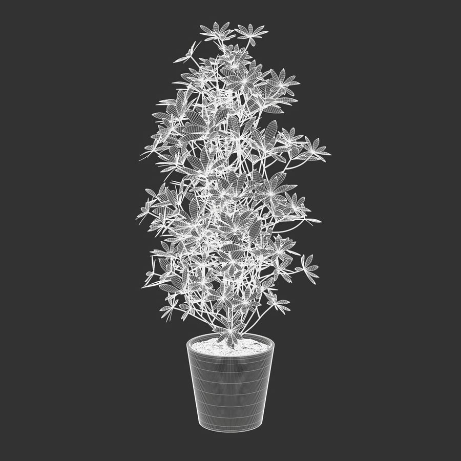 Model rośliny doniczkowej Nora Dwarf Umbrella Tree